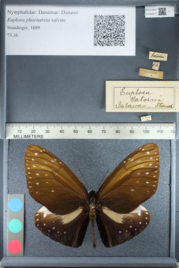 Media type: image;   Entomology 160517